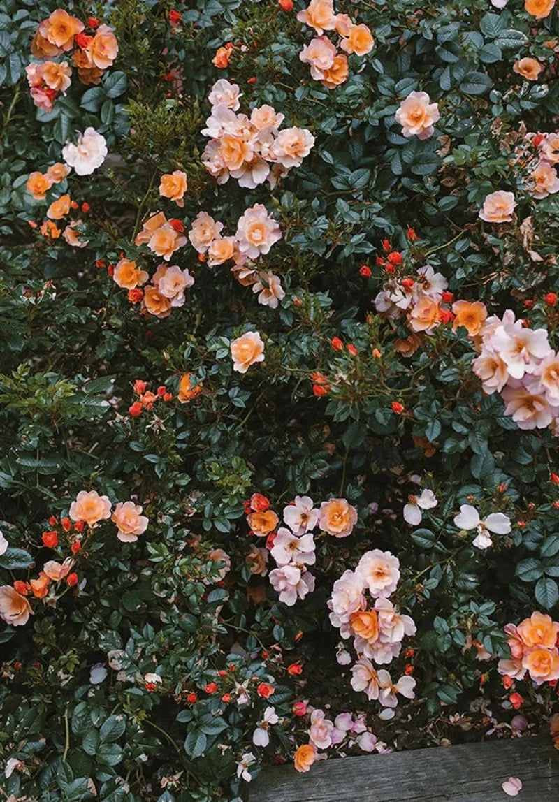 Κινεζική ζωγραφική με λουλούδια και φύση