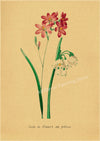 tableau-chinois-r-tro-53-fleurs