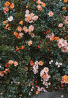 tableau-chinois-fleur-nature