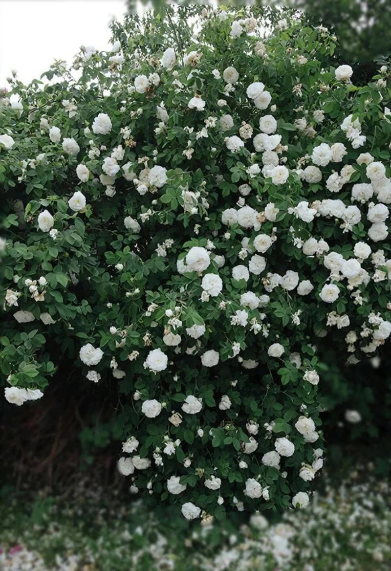 tableau-chinois-fleur-nature
