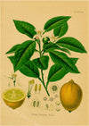 tableau-chinois-poster-botanique