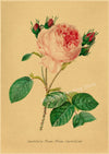 tableau-chinois-r-tro-53-fleurs