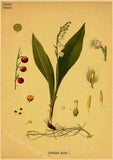 tableau-chinois-poster-botanique