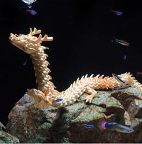 figurine-chinoise-ombre