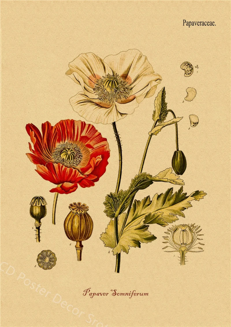 tableau-chinois-poster-botanique