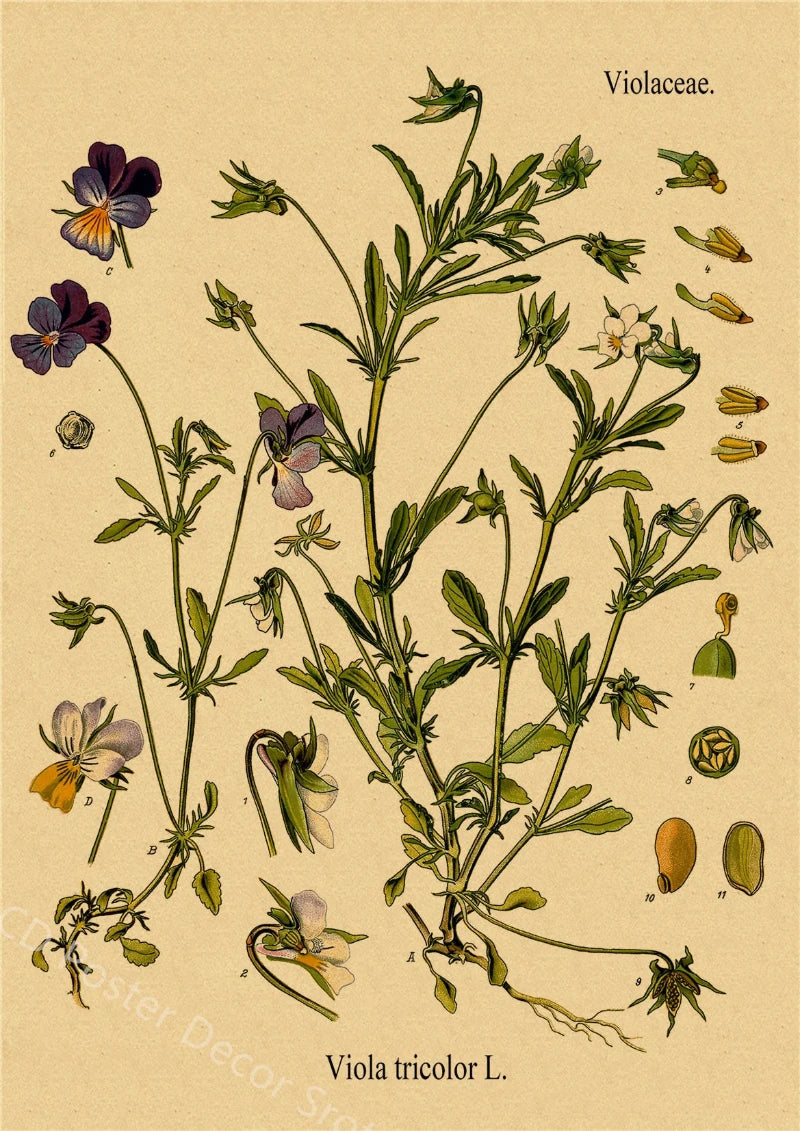 tableau-chinois-poster-botanique