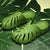 chaussons-chinois-eva-motif-monstera