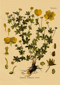 tableau-chinois-poster-botanique