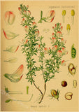 tableau-chinois-poster-botanique