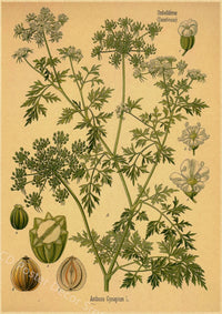 tableau-chinois-poster-botanique
