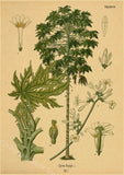 tableau-chinois-poster-botanique