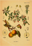 tableau-chinois-poster-botanique
