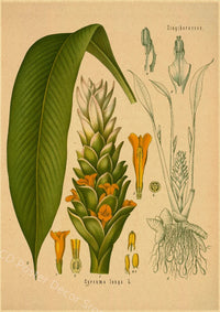 tableau-chinois-poster-botanique